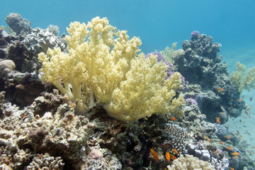 Naklejka na ściany i meble coral reef with yellow broccoli coral in tropical sea, underwater/ coral reef with yellow broccoli coral at the bottom of tropical sea