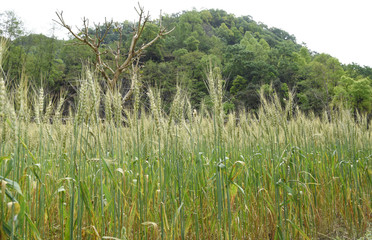 closed up the barley field in Nepal