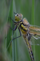 Libellule à quatre taches (Libellula quadrimaculata)