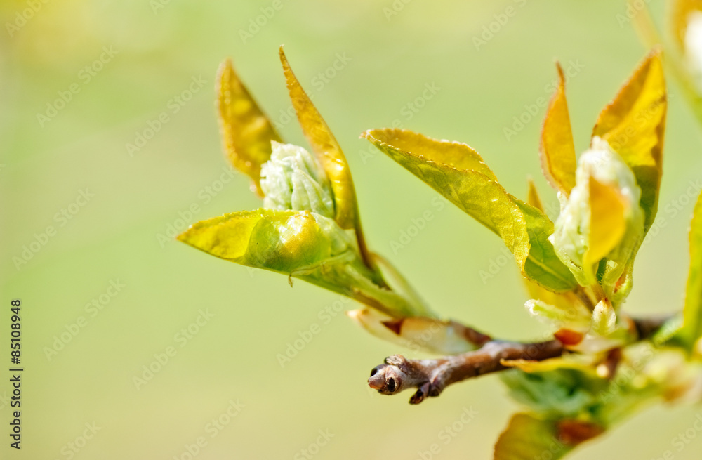 Sticker spring leaves