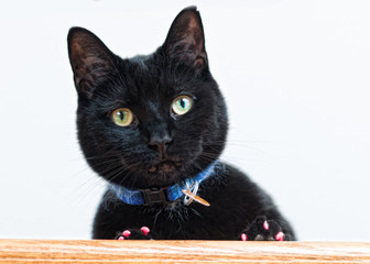 mischievous black cat 