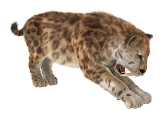 Big Cat Sabertooth