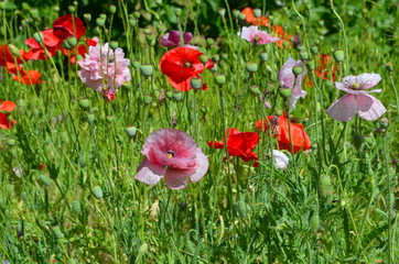 Разноцветные маки