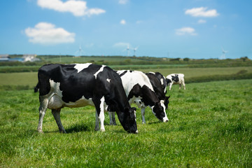Fototapeta na wymiar Dairy Cows In Cornwall