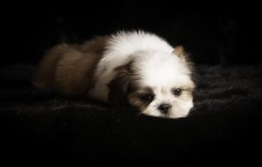 Chiot Shih-Tzu en studio sur fond noir