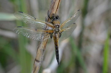 Libellule à quatre taches (Libellula quadrimaculata)