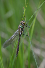 Cordulie bronzée (Cordulia aenea)
