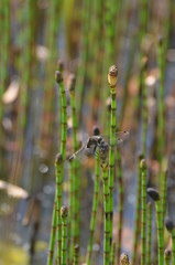 Leucorrhine à gros thorax (Leucorrhinia pectoralis) ♂