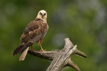 Fototapeta premium Falco di Palude