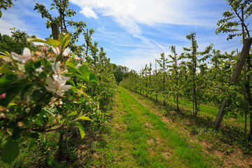 Fototapeta na wymiar Fruit trees in an orchard in spring