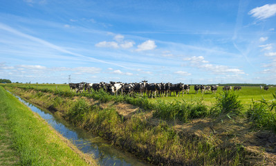 Fototapeta na wymiar Herd of cows in a sunny meadow in spring