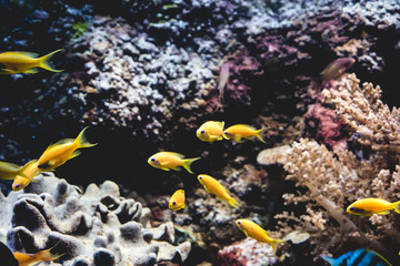 Fototapeta na wymiar tropical fishes