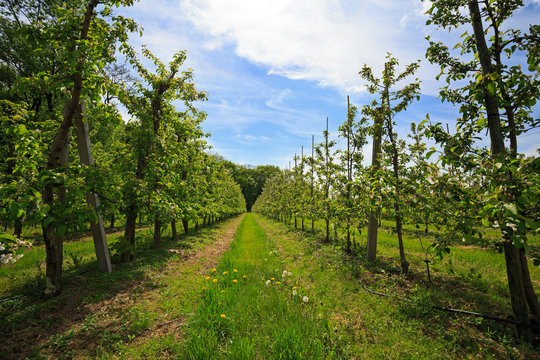 Fruit trees in an orchard in spring