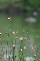 Laîche sp. (Carex sp.)