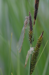 Agrion émergent avec son exuvie