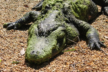 Alligator