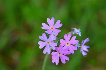 Fototapeta premium Primevère farineuse (Primula farinosa)