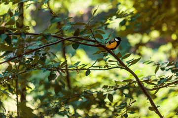 Tit on the tree branch with a spring background.