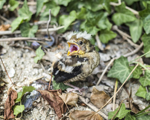 Hungry fallen hawfinch baby  on the ground