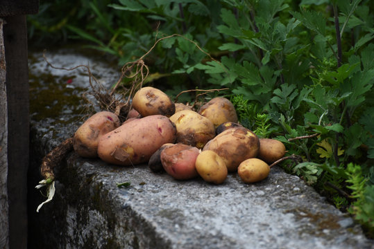 closed up the potato on ground , Nepal