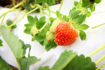 Strawberry trees in farm