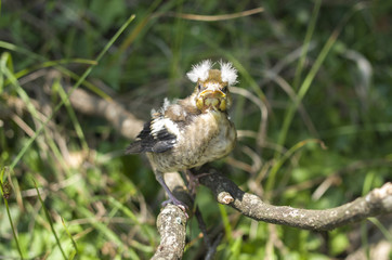 Hawfinch baby on branch
