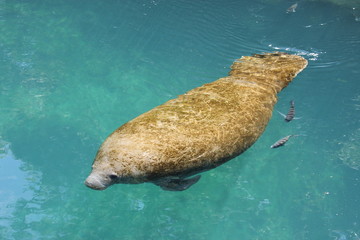Manatee