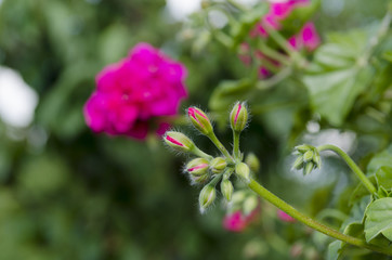 cyclamen flower - 85113164