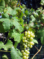 White grapes in a vineyard in Tuscany, Italy