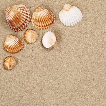 Strandszene im Urlaub Sommer mit Muscheln Strand und Textfreirau
