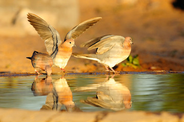 Laughing doves with reflection
