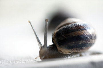 A garden snail (Helix aspersa)