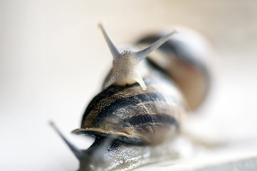A couple of snails (Helix aspersa)