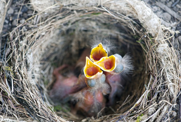 A nest with some baby birds (Turdus merula)