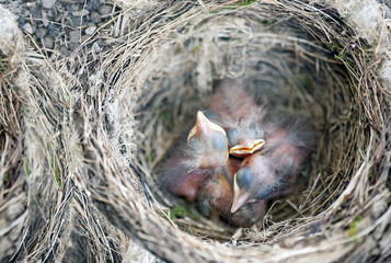 A nest with some baby birds (Turdus merula) - obrazy, fototapety, plakaty