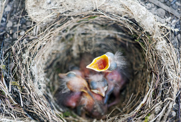 A nest with some baby birds (Turdus merula) - obrazy, fototapety, plakaty