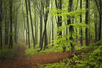 Foggy forest during spring