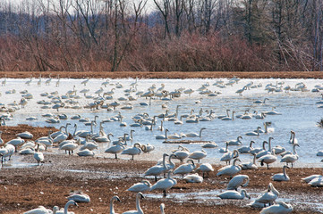 Tundran Swans at the Aylmer Wildlife Area on their migration to the Artic