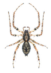 Spider Anyphaena accentuata (female)