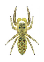 Spider Marpissa radiata (male)