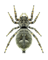 Spider Sitticus floricola (female)