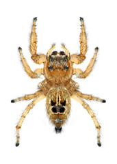 Spider Thyene imperialis (female)