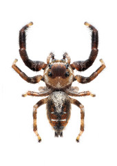 Spider Thyene imperialis (male)
