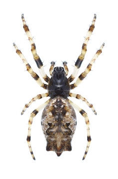 Spider Cyclosa oculata (female)