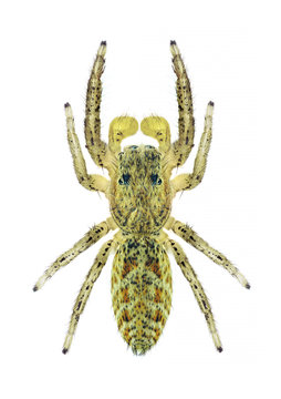 Spider Marpissa radiata (male)