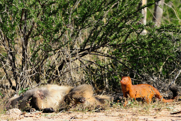 Kalahari slender mongoos feeding on a dead bat-eared fox