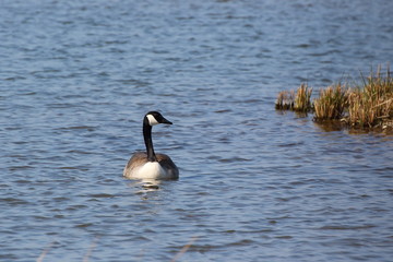 Canadagans, schwimmend