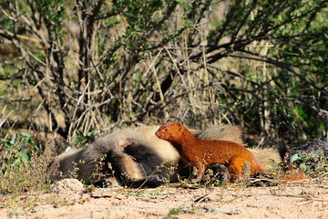 Kalahari slender mongoos feeding on a dead bat-eared fox