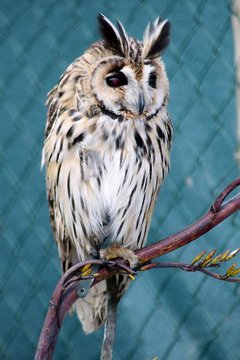 Mexican Striped Owl