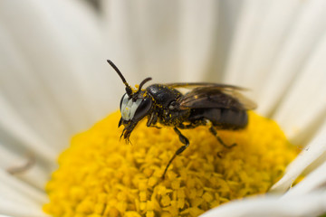 Wespe mit Blütenstaub